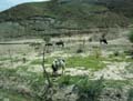tibet 2007