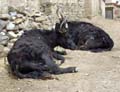 tibet 2007