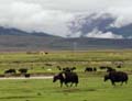 tibet 2007