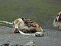 tibet 2007
