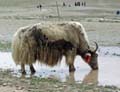 tibet 2007
