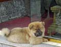 tibet 2007