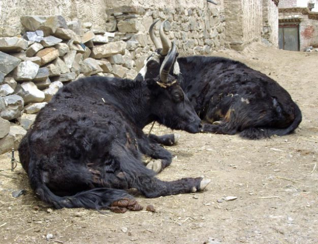 tibet 2007