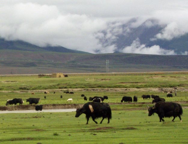 tibet 2007