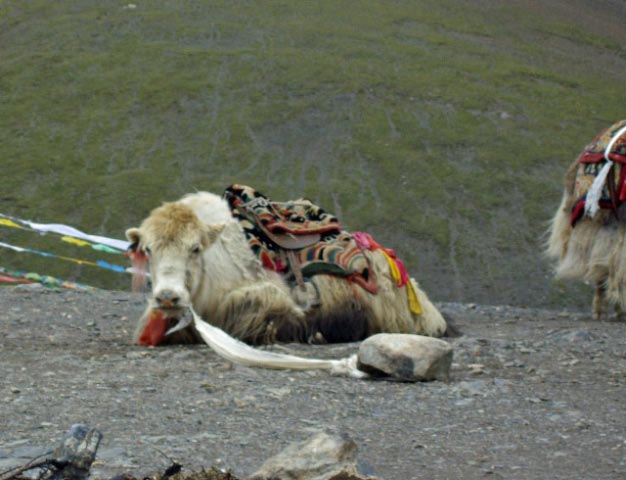 tibet 2007