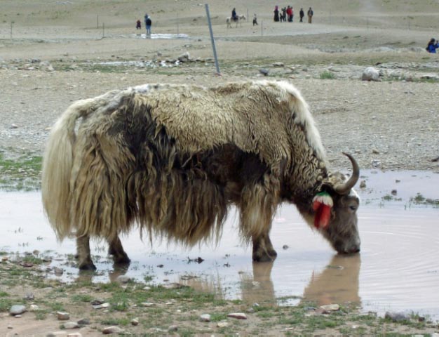 tibet 2007